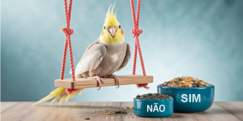 Criação de Calopsitas Dispara e Aumentam os Casos de Doenças por Má Alimentação: O Alerta que Todo Tutor Precisa Ler