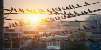 Por que os Pássaros Não São Eletrocutados ao Pousar em Fios?